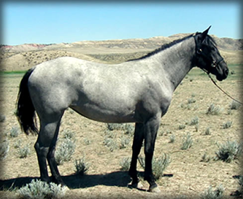 Powder River Horses, Powder River Ambrosia of Joe Hancock lineage 